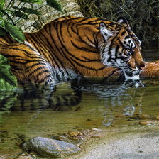 Тигр на отдыхе