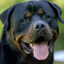 Схема вышивки «Ротвейлер»