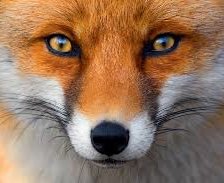 Схема вышивки «Лисичка»