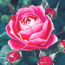 Схема вышивки «Красная роза»