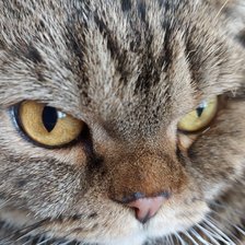 Моя красавица