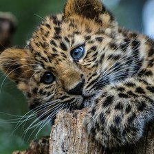 Схема вышивки «Леопард»