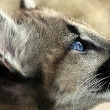 Схема вышивки «Пума»