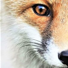 Схема вышивки «Glaz lisa»