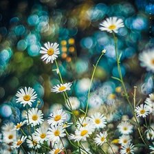 Схема вышивки «Ромашки»