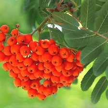 Схема вышивки «№2194298»