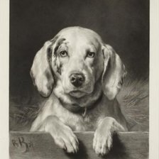 Схема вышивки «Роза Бонер (Rosa Bonheur)»