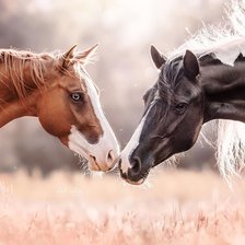 Схема вышивки «Пара лошадей»