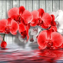 Схема вышивки «Orquídea.»