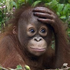 Схема вышивки «Обезьяна»