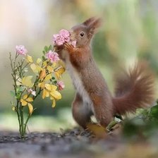 Схема вышивки «Милота»