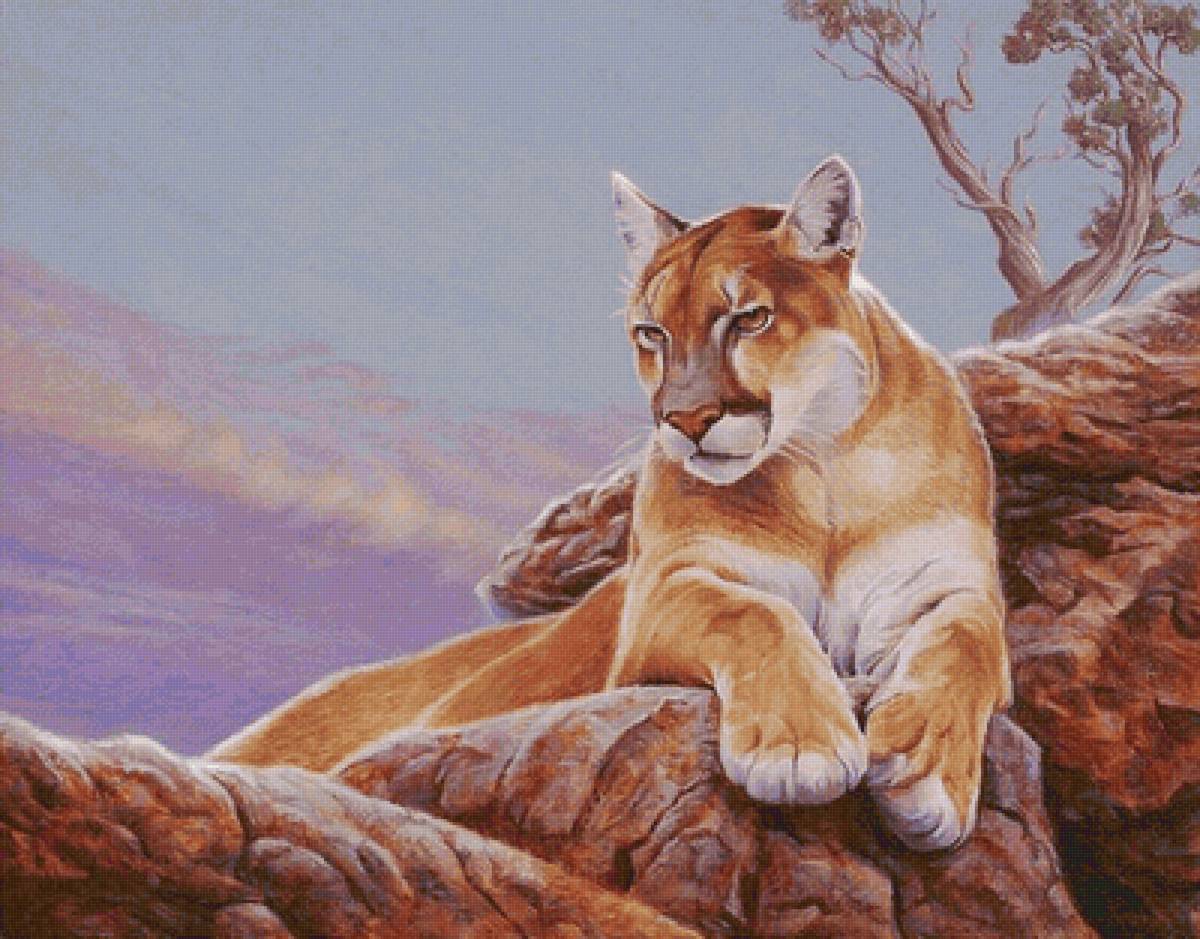 Пума - предпросмотр