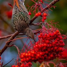 Схема вышивки «№2194766»
