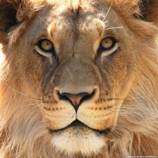 Схема вышивки «Лев»