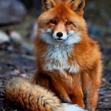 Схема вышивки «Пушистая лиса»