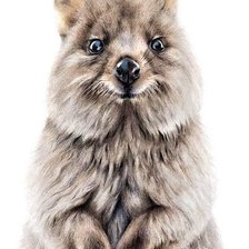 Схема вышивки «Quokka»