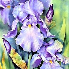 Схема вышивки «Irisy»