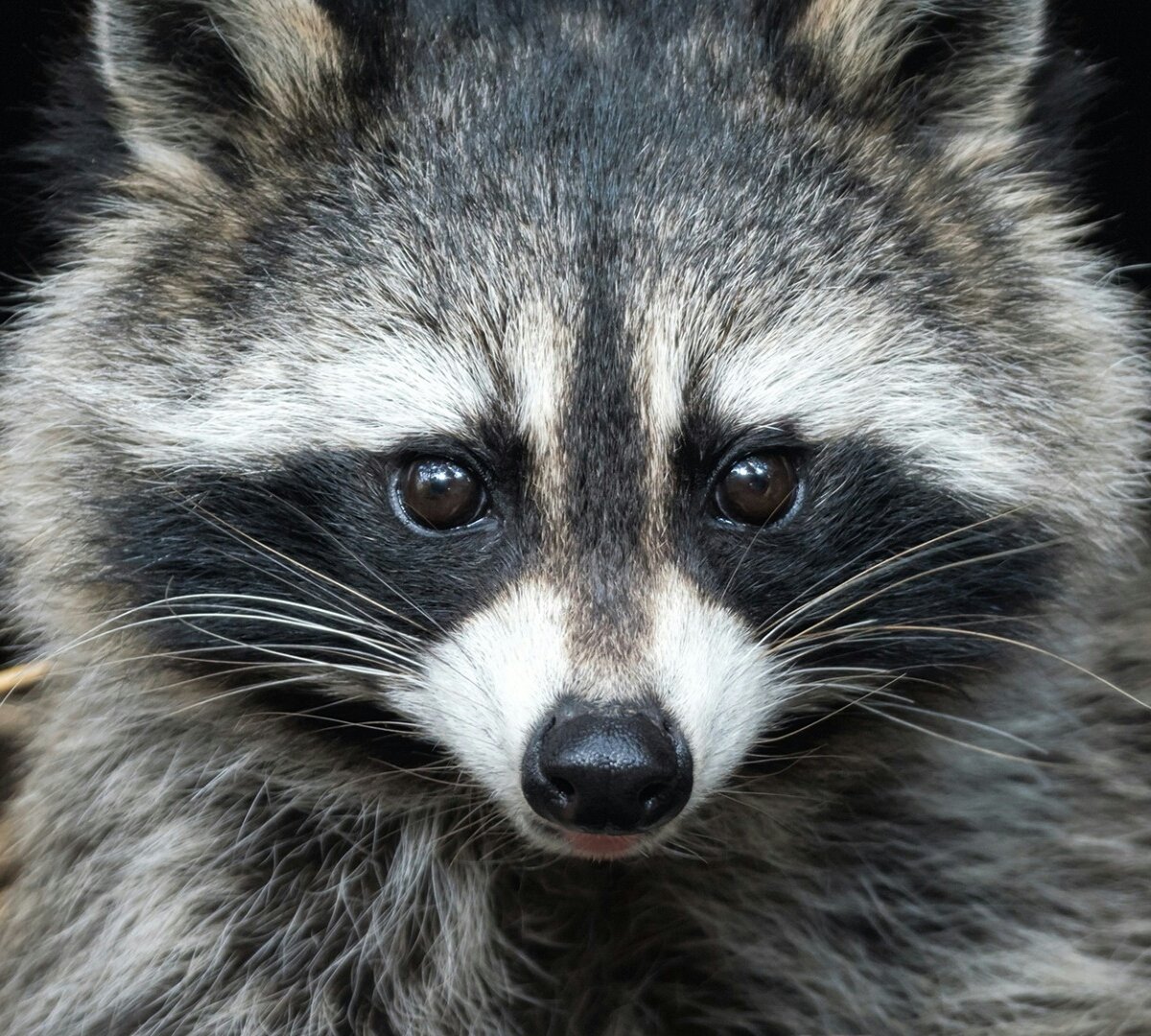 Енот - оригинал