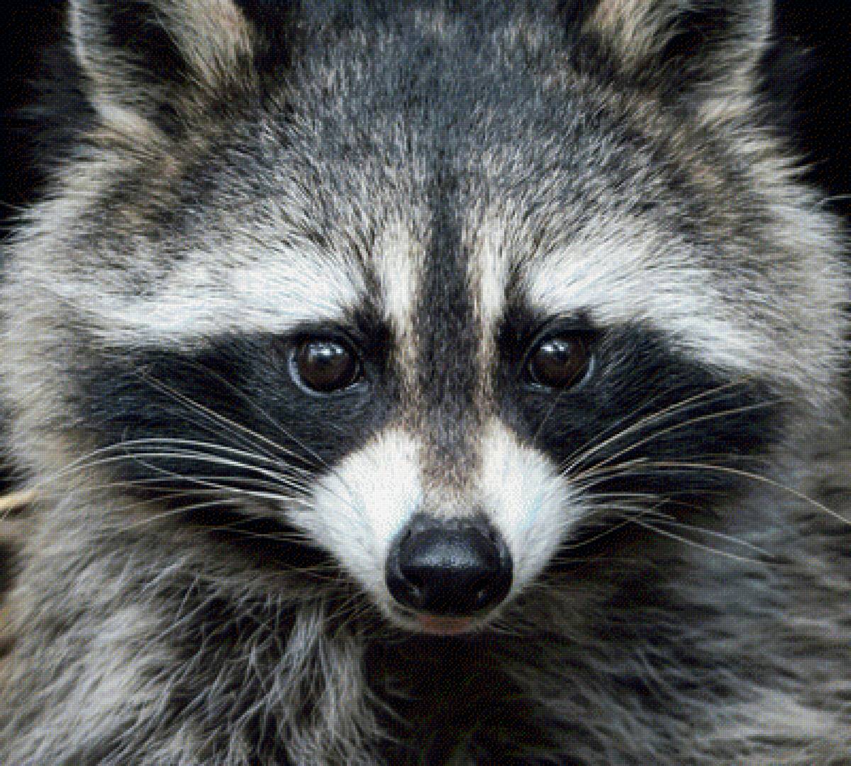 Енот - предпросмотр