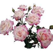 Схема вышивки «Розы»