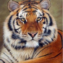 Схема вышивки «Tigre.»