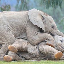 Схема вышивки «слоники»