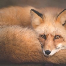 Схема вышивки «лиса»