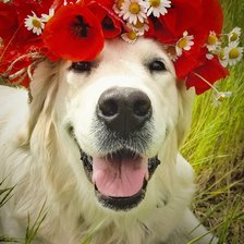 Схема вышивки «Собака породы Голоден Ретривер»