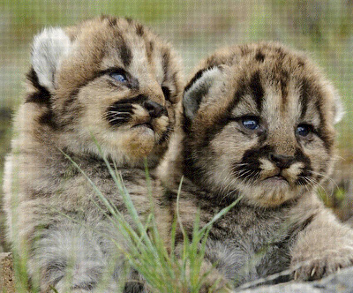 Манул котята - предпросмотр