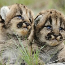 Манул котята