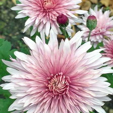 Схема вышивки «Хризантема»