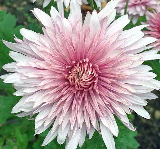 Хризантема - оригинал