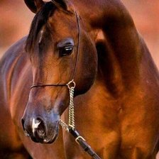 Схема вышивки «№2197164»