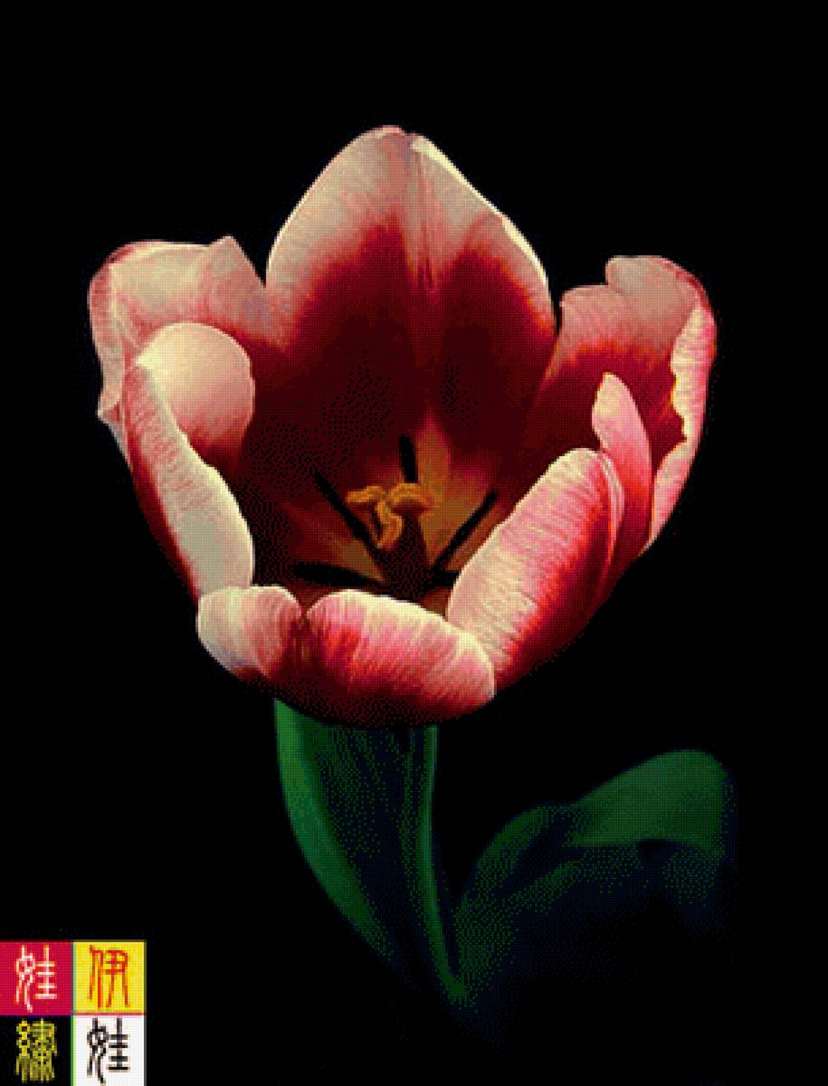 тюльпан - предпросмотр