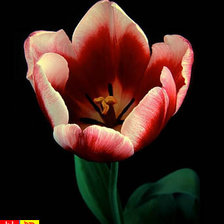 тюльпан