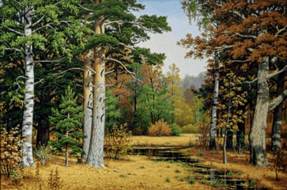 Лес - сосны, лес, пейзаж, березы - предпросмотр