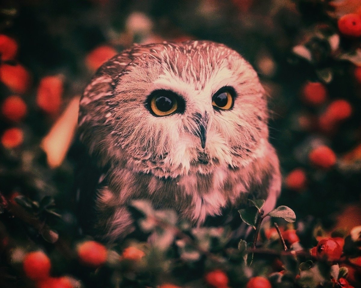 совушка - птицы, природа - оригинал