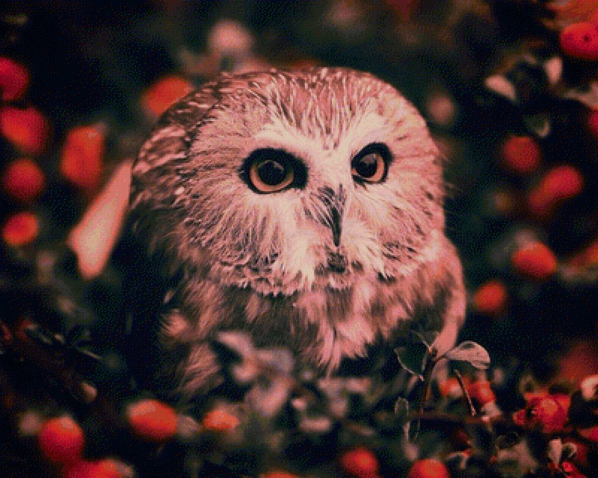 совушка - природа, птицы - предпросмотр