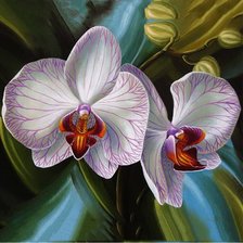 Схема вышивки «Orquídea.»