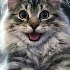 Схема вышивки «Gato.»