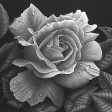 Схема вышивки «роза»