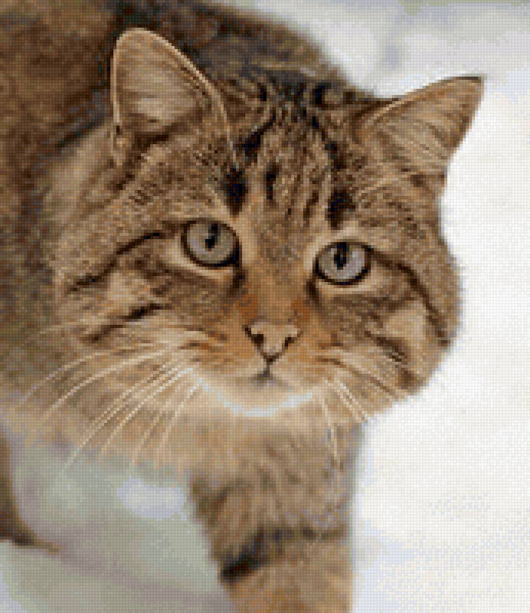 кот - кот - предпросмотр