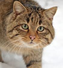 Схема вышивки «кот»