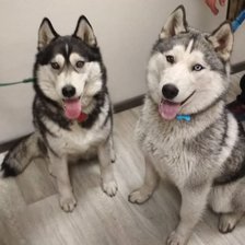 Схема вышивки «Мои Хаски»