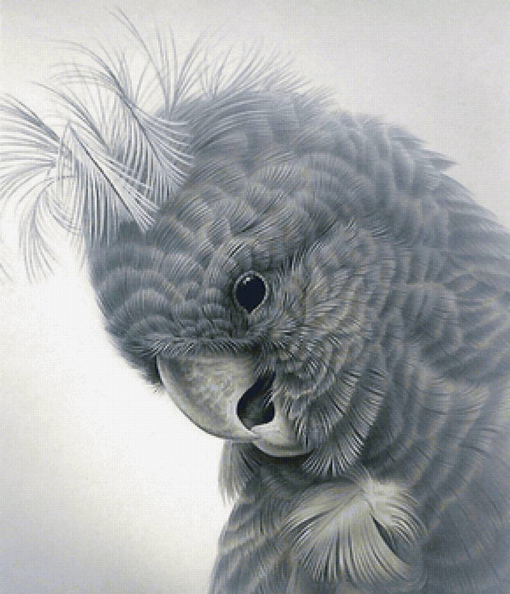 попугай - предпросмотр