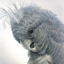 Схема вышивки «попугай»