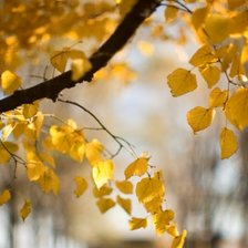 Схема вышивки «№2199172»