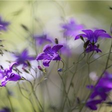 Схема вышивки «№2199186»