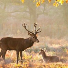 Схема вышивки «№2199194»
