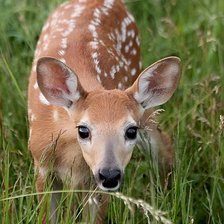 Схема вышивки «№2199195»